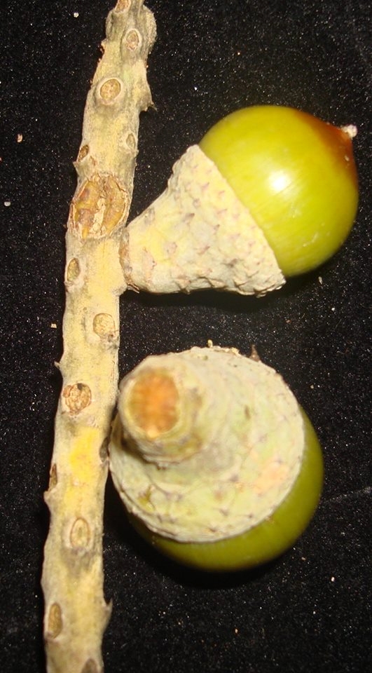 Phát[-]hiện[-]loài[-]thực[-]vật[-]mới[-]tại[-]Vườn[-]quốc[-]gia[-]Vũ[-]Quang